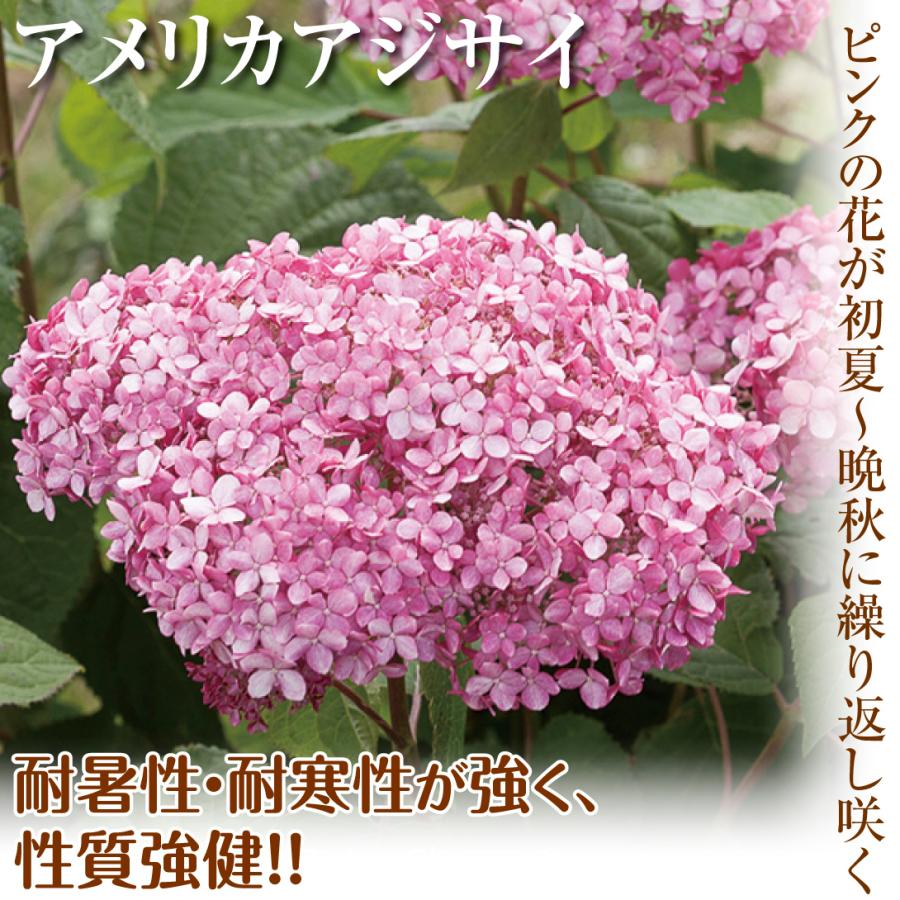 花木苗 アメリカアジサイ ピンクのアナベルpvp 1株 国華園 21 P4 0029 花と緑 国華園 通販 Yahoo ショッピング