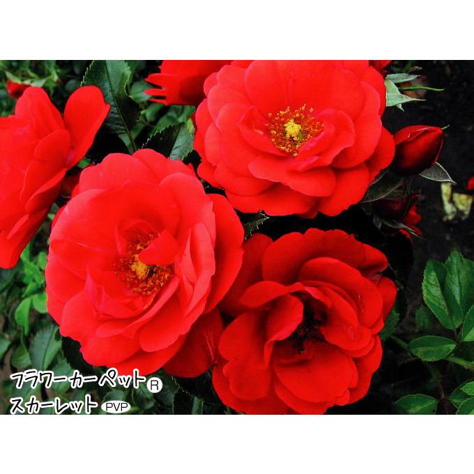 バラ苗 フラワーカーペット R ローズ セット 4種4株 バラの苗 バラ苗木 花木苗 国華園 21 P4 0038 花と緑 国華園 通販 Yahoo ショッピング