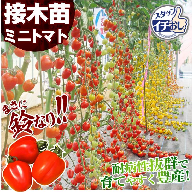 年末のプロモーション大特価 苗 トマト 野菜 ミニトマト 接木f1キャンディポップ 赤 2株 接木野菜苗 みにとまと ミニトマト苗 接木 Columbiatools Com