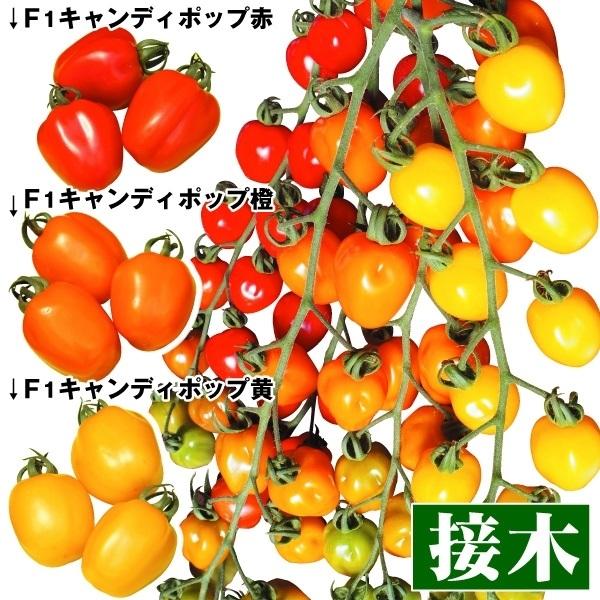ミニトマト苗 接木野菜苗 接木キャンディポップ3色セット 3種3株 みにとまと 苗 ミニトマトの苗 接木 21 P5 0022 花と緑 国華園 通販 Yahoo ショッピング