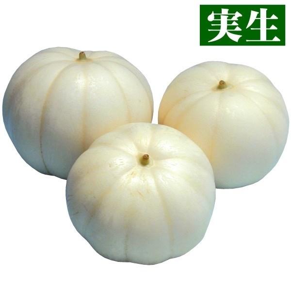 苗 マクワウリ 野菜 大型菊メロン 28株 自根苗 実生野菜苗 マクワウリ苗 新作商品 まくわうり