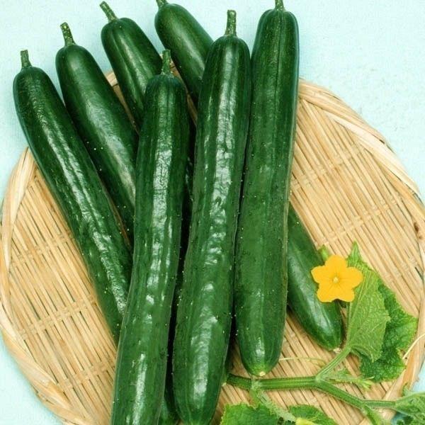 種 野菜たね キュウリ F1スマートグリーン 1袋 1ml 野菜のタネ 野菜 種子 胡瓜
