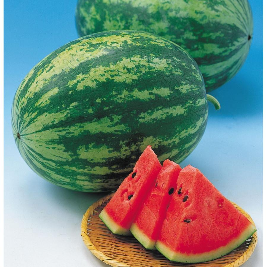 種 野菜たね スイカ F1虎太郎 1袋 10粒 野菜のタネ 野菜 種子 すいか 西瓜 国華園 21 P6 0111 花と緑 国華園 通販 Yahoo ショッピング