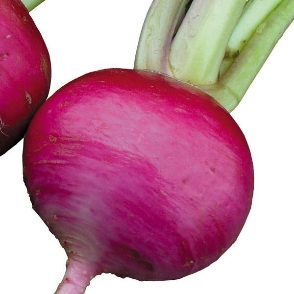 花と緑 国華園 カブ 野菜たね Yahoo ショッピング