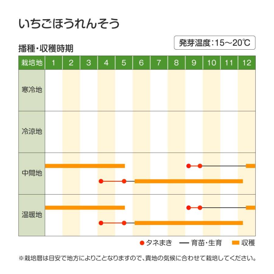 菜類 種 野菜たね いちごほうれんそう 1袋（15粒） ユニーク野菜 やさいたね 国華園 こっかえん｜kokkaen｜02