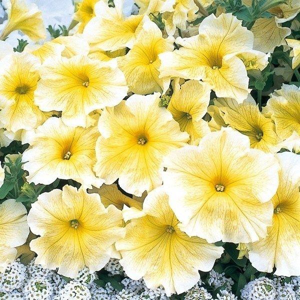ペチュニア 種 プリズムサンシャイン 1袋 mg ペチュニアの種 ペチュニアの花 花たね 花の種 花 種子 タネ ツクバネアサガオ 花壇の女王花壇 園芸 国華園 花 ガーデニング