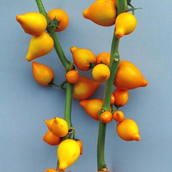 種 花たね ソラナム イエローチック 1袋 10粒 花のタネ 花 種子 タネ オーナメント フォックスフェイス トゲナシツノナス 国華園 21 P7 0009 花と緑 国華園 通販 Yahoo ショッピング