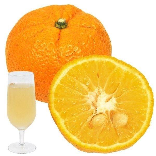 じゃばら 1株 苗木 ジャバラの木 邪払 柑橘 果樹苗 国華園 21 P8 0093 花と緑 国華園 通販 Yahoo ショッピング