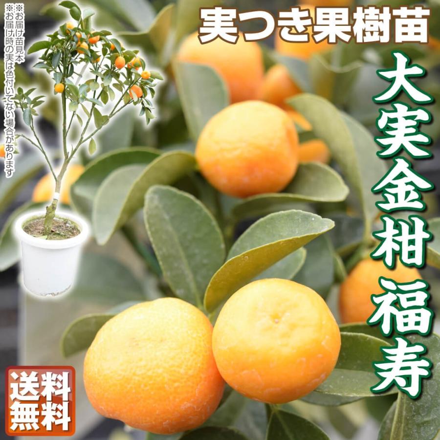 国華園 大実金柑 福寿 実つき 1株 送料無料 カンキツ 果樹苗（Yahoo!・花と緑 国華園）