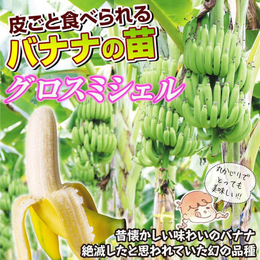 バナナ グロスミシェル 1株 トロピカルフルーツ 果樹苗 国華園 : 花と