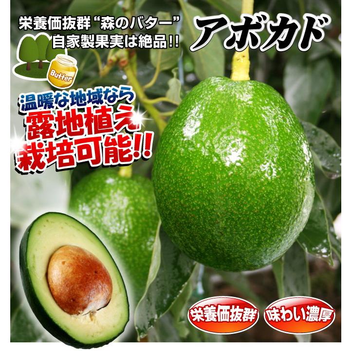 国華園 アボカド メキシコーラグランデ Aタイプ 1株 果樹苗 : 花と緑