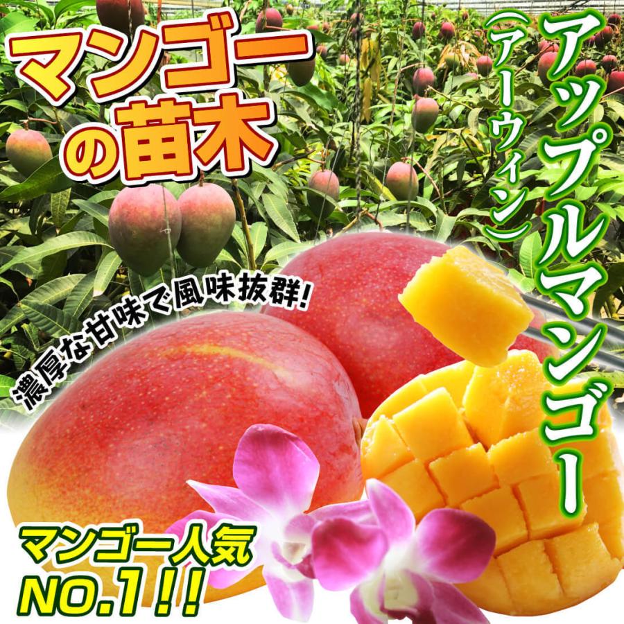 ❻アーウィンマンゴー苗・アップルマンゴー 楽天市場】【鹿児島県 指宿産 アップルマンゴー苗木 アーウィン