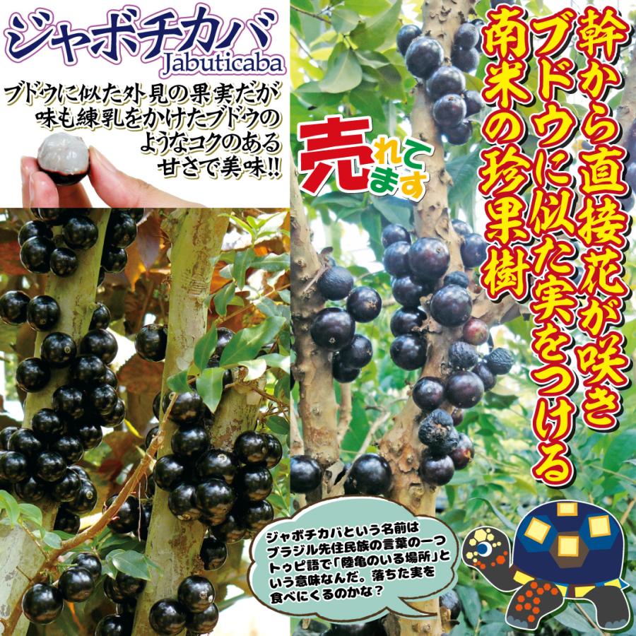 国華園 ジャボチカバ アッスー系 1株 トロピカルフルーツ 果樹苗 : 花