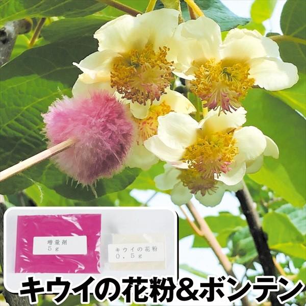 果樹苗 果樹資材 キウイの花粉+増量剤＆ボンテン 1組 送料無料（Yahoo!・花と緑 国華園）