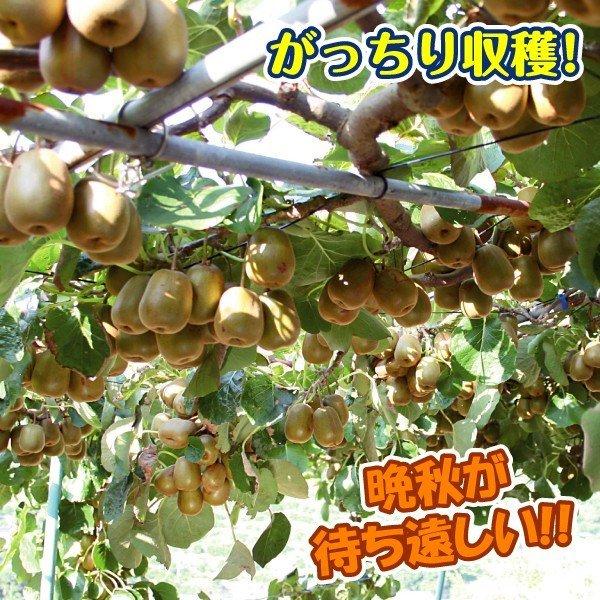 果樹苗 果樹資材 キウイの花粉+増量剤＆ボンテン 1組 送料無料 : 花と