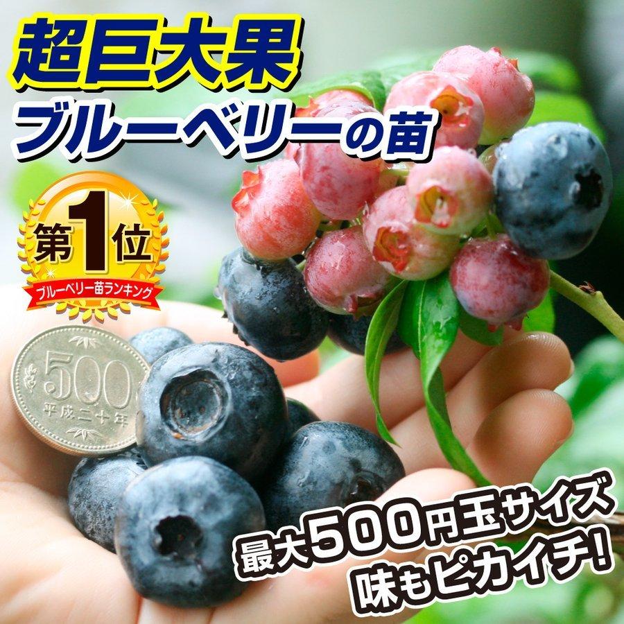 国華園 果樹苗 ハイブッシュ系ブルーベリー チャンドラ実つき 1株 送料