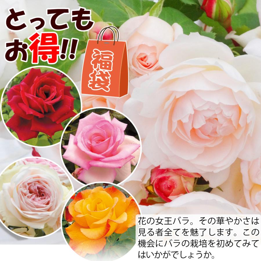 バラ苗 四季咲き大輪 中輪バラおまかせ 3種3株 送料無料 21 Pori 0005 花と緑 国華園 通販 Yahoo ショッピング