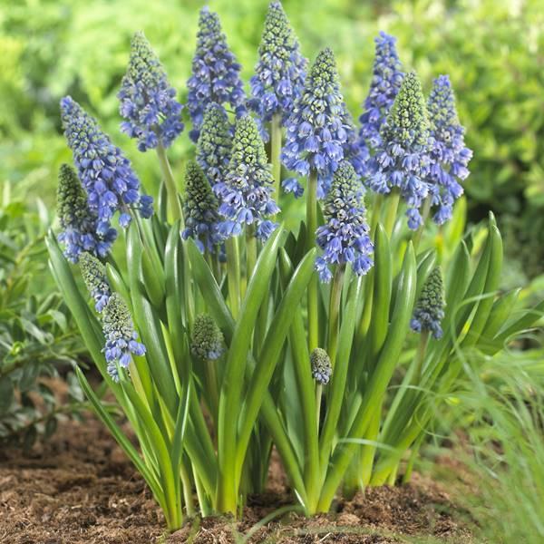 秋植え球根 早期販売 ムスカリ アーティスト 10球 Opel Lviv Ua