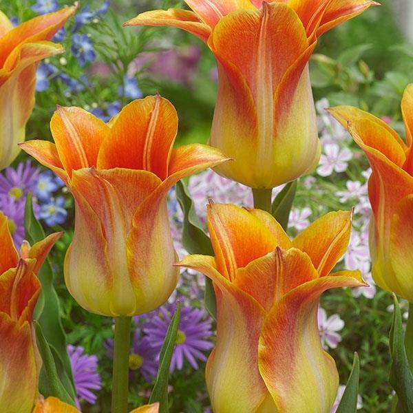 チューリップ 球根 早期販売 ジュテーム 6球 Qualitystaffinghomecare Com