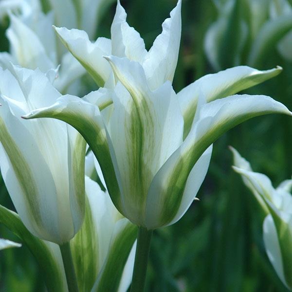 チューリップ 球根 早期販売 グリーンスター 6球 Bytel Com Mx