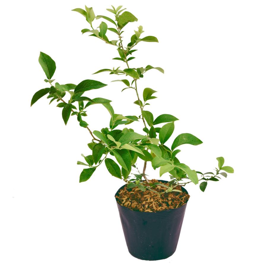 ブルーベリー 苗木 挿木3年生ブルーベリーbセット 2種2株 ラビットアイ系 ブルーベリーの木 果樹苗 送料無料 21 Pori 0197 花と緑 国華園 通販 Yahoo ショッピング