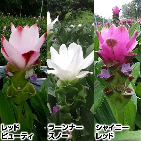 気質アップ 在庫処分半額セール 春植え球根 クルクマセット 各3球 3種9球