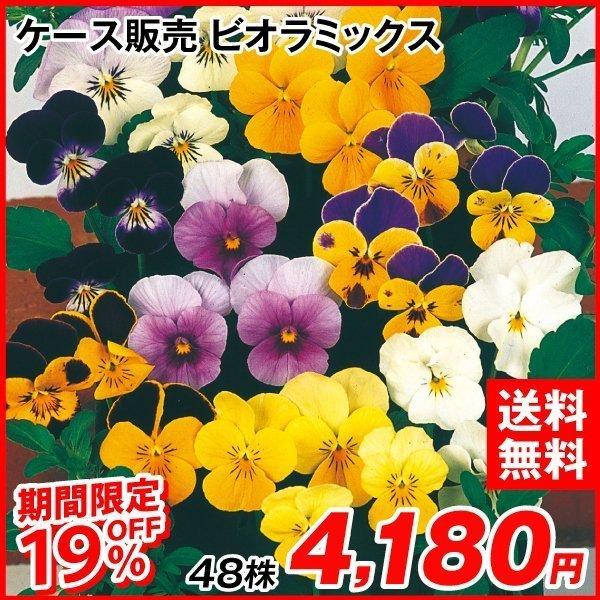 セール対象商品 ビオラ 苗 ケース販売 ビオラミックス 無選別 48株 2ケース ビオラ 苗の苗 ビオラ 苗の花 ケース花苗 21 Pori 0496 花と緑 国華園 通販 Yahoo ショッピング