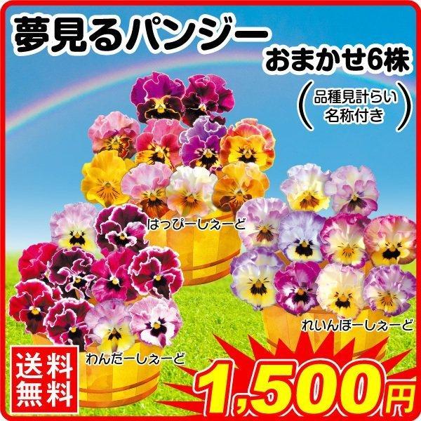 セール対象商品 花苗 パンジー 夢見るパンジーおまかせ 6株 送料無料 品種見計らい 名称付き