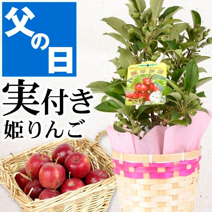 新生活 1年保証 父の日ギフト 実つき果樹 姫リンゴ 送料無料 カゴラッピング付き 1鉢