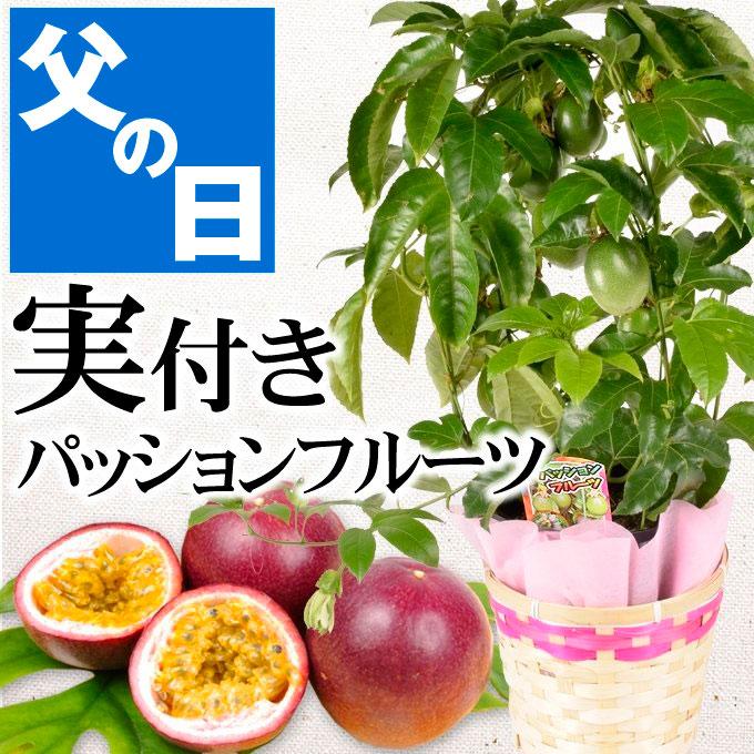 父の日ギフト 実つき果樹 パッションフルーツ 1鉢 カゴラッピング付き 送料無料