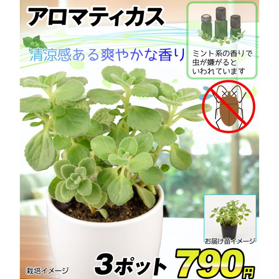 多肉植物 ハーブ アロマティカス 3ポット 花苗 21 Pori 0539 花と緑 国華園 通販 Yahoo ショッピング