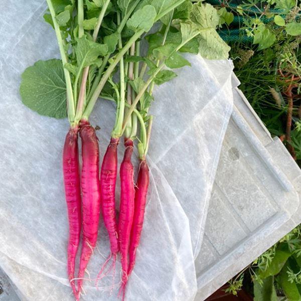 ダイコン 種 野菜たね 赤長二十日大根 1袋 10ml 野菜のタネ