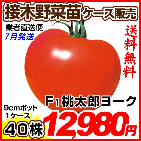 人気ブランドを 野菜苗ケース販売 トマト 接木f1桃太郎ヨーク 7月発送 1ケース 40株入 送料無料 業者直送便 在庫限り Missbargainhuntress Com