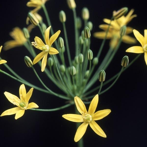 メール便配送 秋植え球根 ブルーメリア クルセア 1袋 3球 21 Pori 0639 花と緑 国華園 通販 Yahoo ショッピング