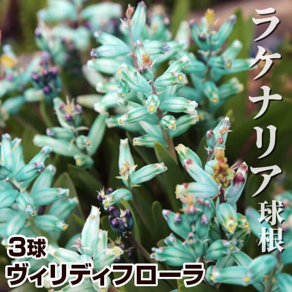 ファクトリーアウトレット メール便配送 ラケナリア 球根 ヴィリディフローラ 秋植え球根 1袋 3球