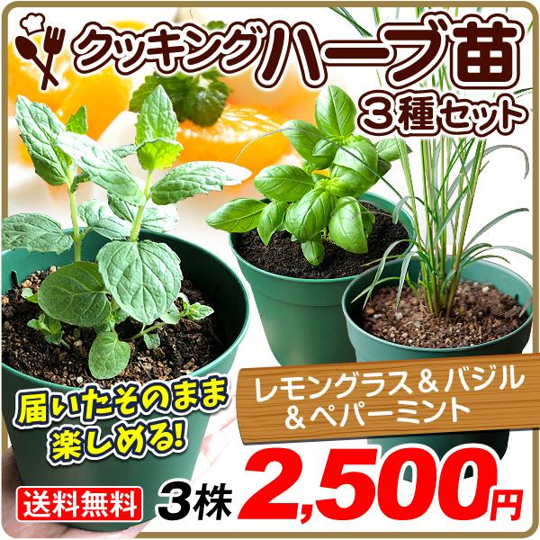 ハーブ 苗 鉢植え レモングラス バジル ペパーミント 4号鉢 3種3鉢 受皿付 野菜苗 セット 国華園 21 Pori 0652 花と緑 国華園 通販 Yahoo ショッピング