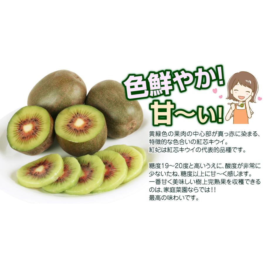 キウイ 苗 選抜紅妃 早雄 紅芯用オス木 2種2株 ゴールデン ゴールド 苗 キウイの木 キューイ キウイ 苗木 果樹苗 国華園 セール対象送料込み企画 21 Pori 0664 花と緑 国華園 通販 Yahoo ショッピング