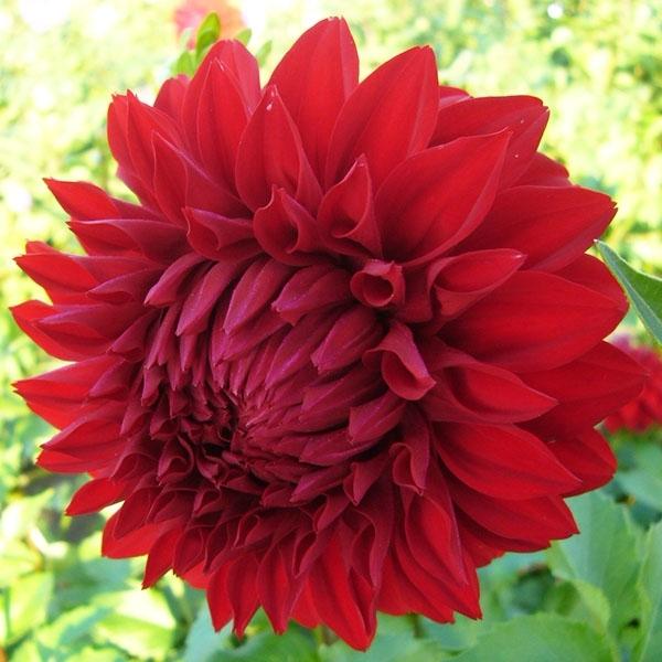 在庫処分半額セール 春植え球根 ダリア 球宴 中大輪 1球 Segurosaurora Com