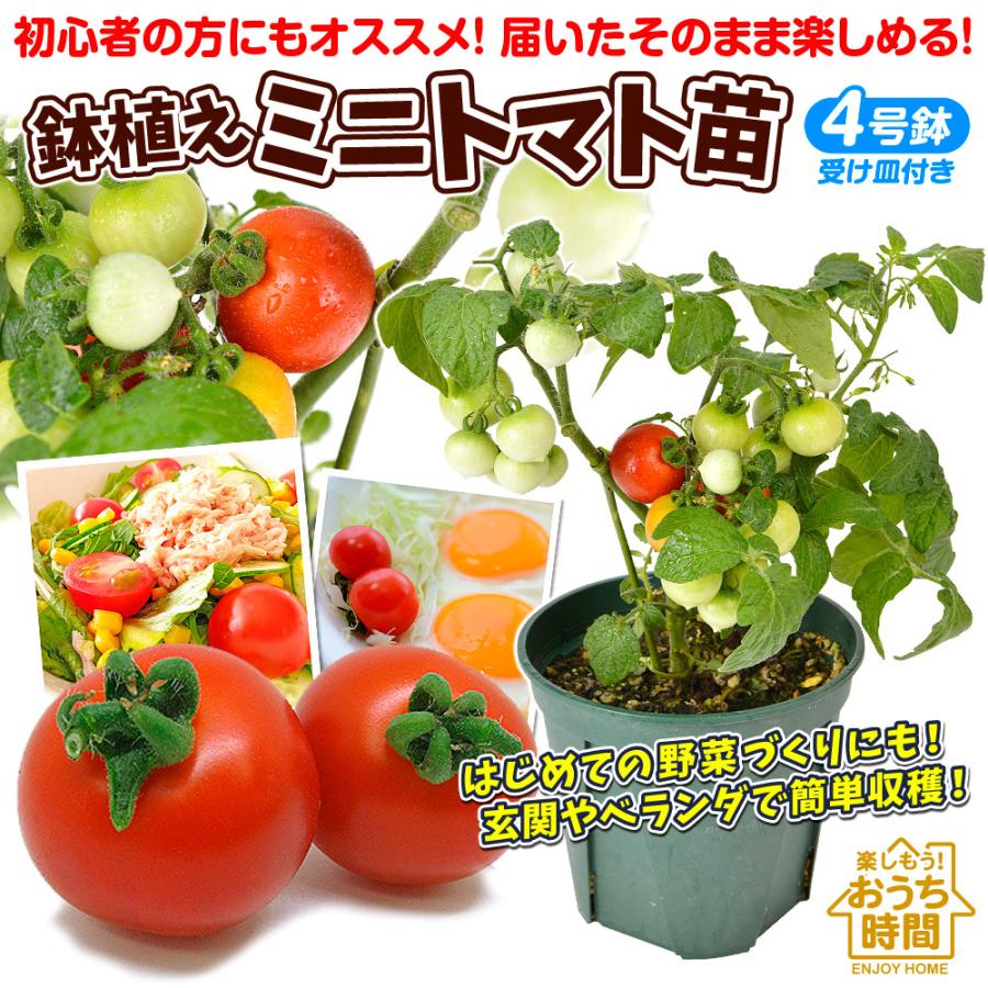 トマト苗 鉢植え 2株セット 実付き ミニトマト苗 4号ポット 受皿付き 野菜苗 家庭菜園 矮性 小型 ガーデニング 園芸 国華園 21 Pori 06 花と緑 国華園 通販 Yahoo ショッピング