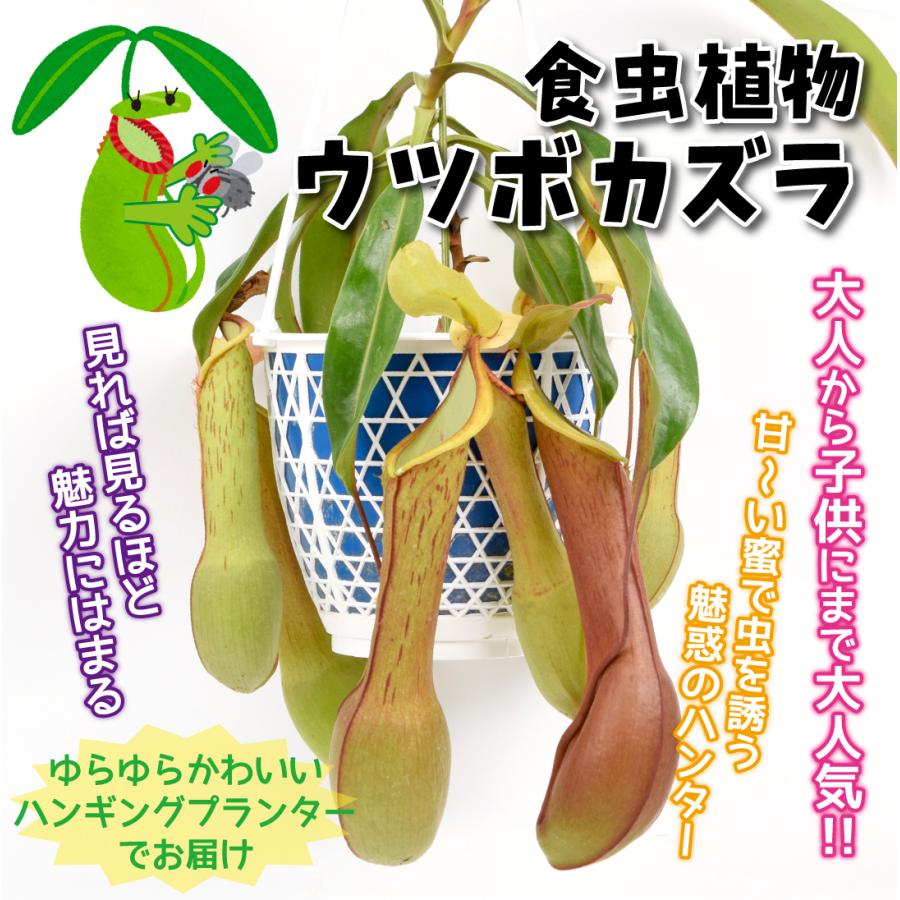 食虫植物 ネペンテス ウツボカズラ吊り鉢 1鉢 送料無料 21 Pori 0691 花と緑 国華園 通販 Yahoo ショッピング