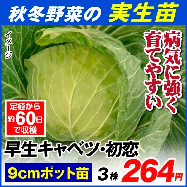 秋冬野菜苗 早生キャベツ苗 秀逸 初恋 3ポット