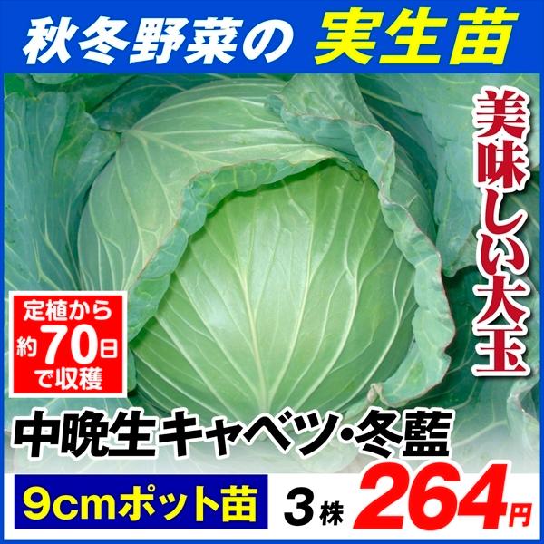 秋冬野菜苗 中晩生キャベツ苗 冬藍 3ポット Segurosaurora Com