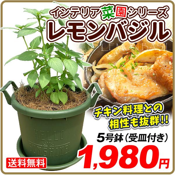 バーブ 苗 レモンバジル 再入荷 予約販売 鉢植え 5号鉢 受皿付 1鉢 インテリアプランツ 国華園 こっかえん 小型 おしゃれ 室内 インテリア 菜園