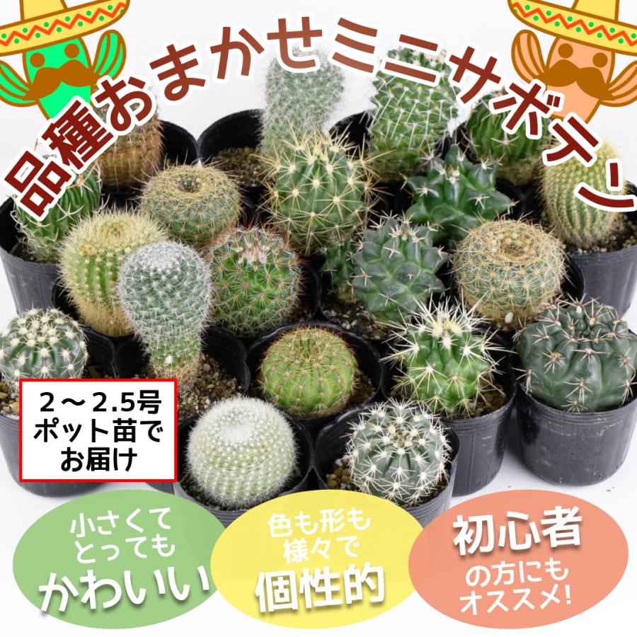サボテン 品種おまかせ ミニサボテン 株 アソート セット Set 観葉植物 花苗 苗木 おしゃれ インテリア 室内 こっかえん 国華園 21 Pori 0751 花と緑 国華園 通販 Yahoo ショッピング