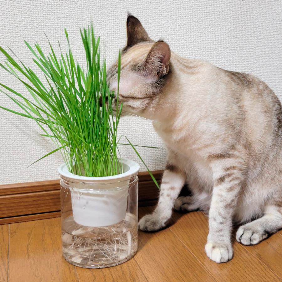 リクエスト専用　竹林　和花　猫　5個セット 楽天市場】お買い物マラソン【P5倍】17枚入り（75*39*73