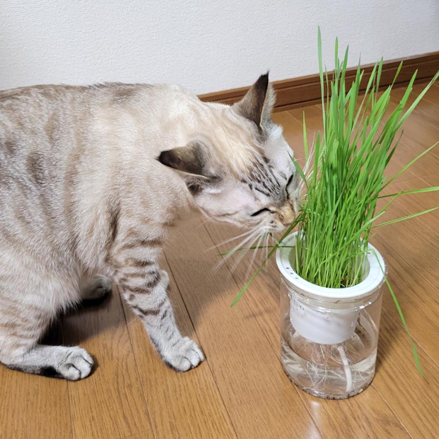 四葉とシマねこ　『tsui.216、202、188』3点セット MYZOO マイズー 宇宙船GAMMA (オーク) 壁付けタイプ猫用ベッド