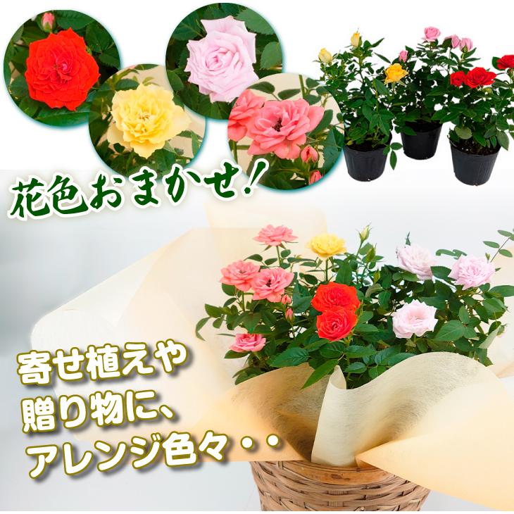 バラ 苗 花色おまかせミニバラ苗 5株(見計らい) 送料無料 花木苗 苗木