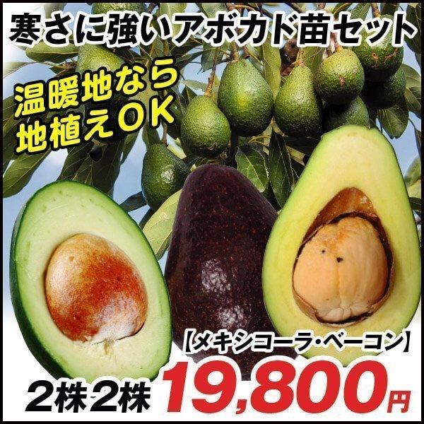 値引き交渉 果樹苗 アボカド 寒さに強いアボカドaセット 2種2株 先行予約 21 Pori 1045 花と緑 国華園 通販 Yahoo ショッピング 今だけ半額 Appeventos Com Br