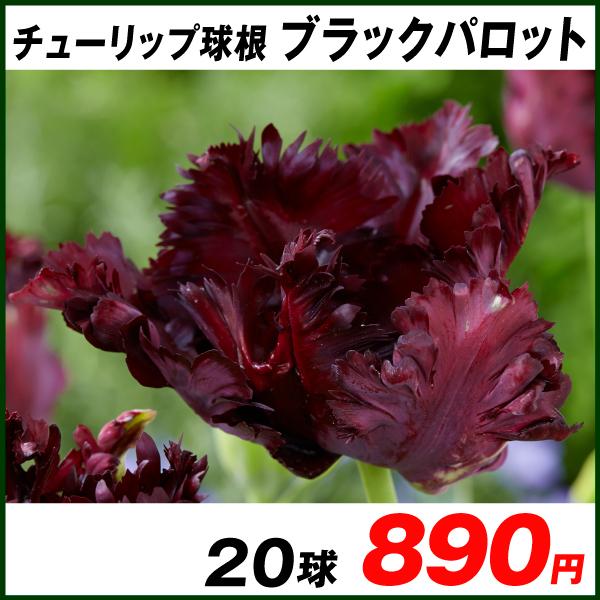 チューリップ 球根 ブラックパロット 特売 球