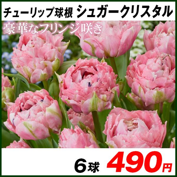 チューリップ 球根 正規品送料無料 シュガークリスタル 6球
